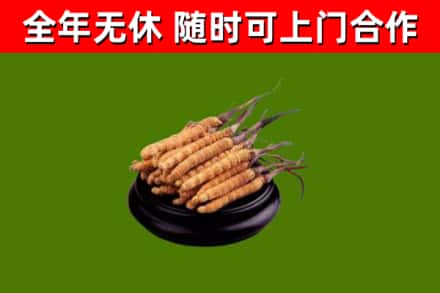 淳安烟酒回收冬虫夏草.jpg